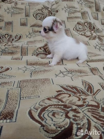 Щенки чихуахуа