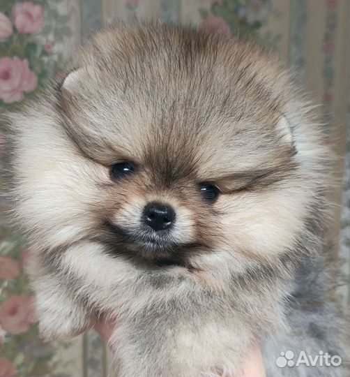 Очаровательная девочка