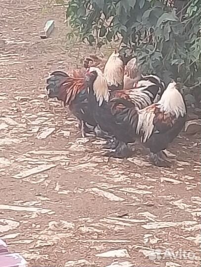 Петушки молодые порода Фавероль