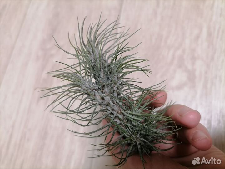 Тилландсия атмосферная