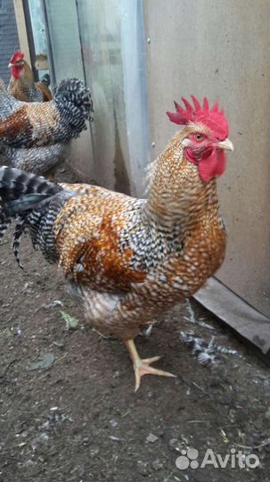 Инкубационное яйцо