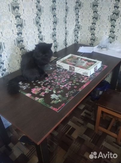 Потерялся кот