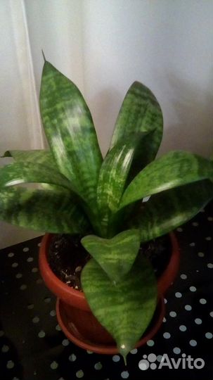 Сансевиерия