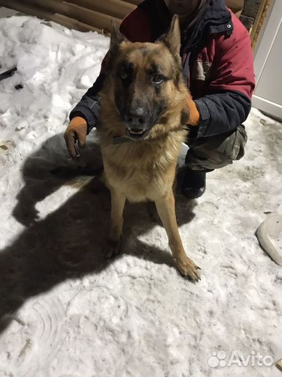 Немецкая овчарка вязка