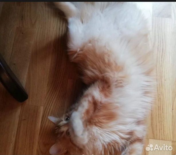 Котики бесплатно