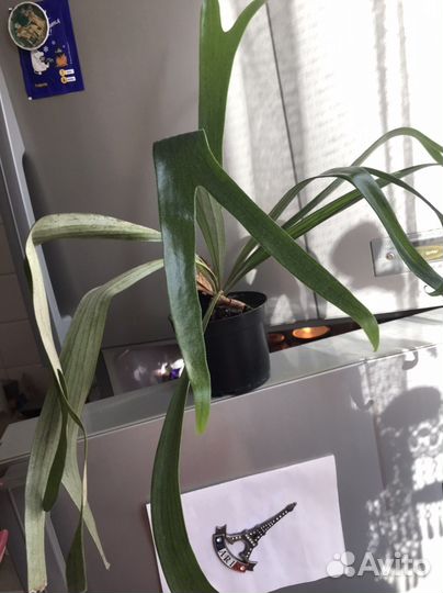 Папоротник платицериум