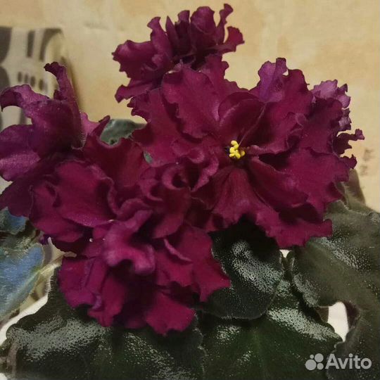 Детки сортовых фиалок