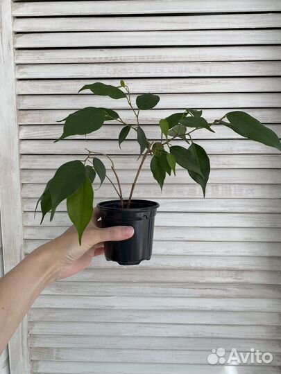 Фикус бенджамина