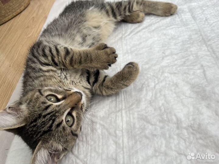 Котенок в добрые руки