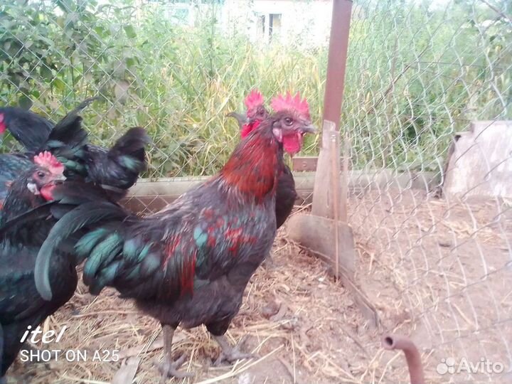 Куры петухи