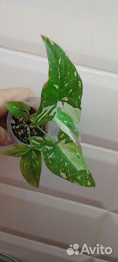 Сингониум Ред Спот триколор