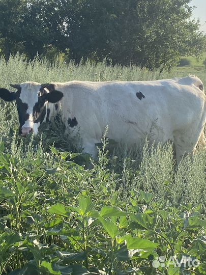 Бык на племя кросс бельгийской голубой