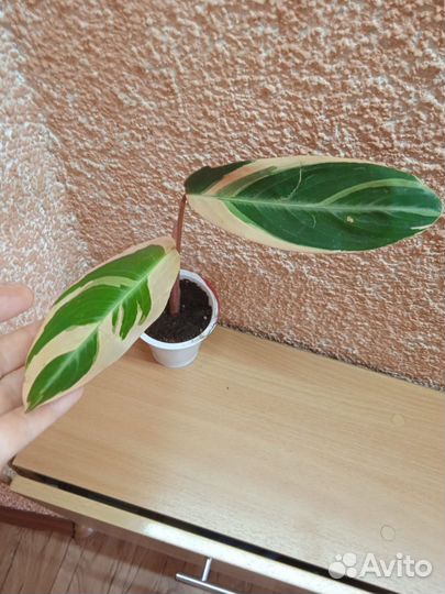 Строманта триколор