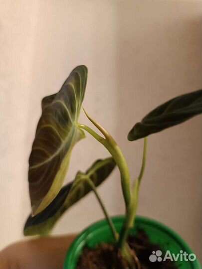 Филодендрон Меланохризум