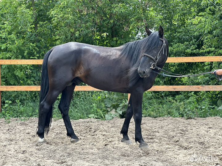 Карачаевский жеребец