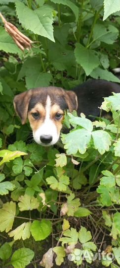 Бигль бесплатно