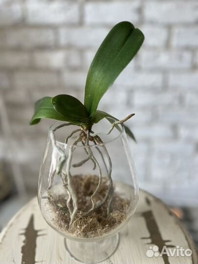 Орхидея фаленопсис приученная к воздуху