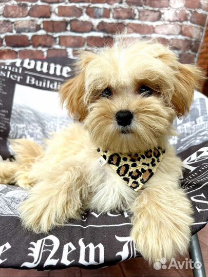 Мальтипу f1 mini мальчик с документами