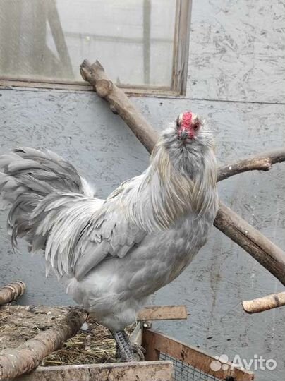 Куры Америукана инкубационое яйцо, Цыплята