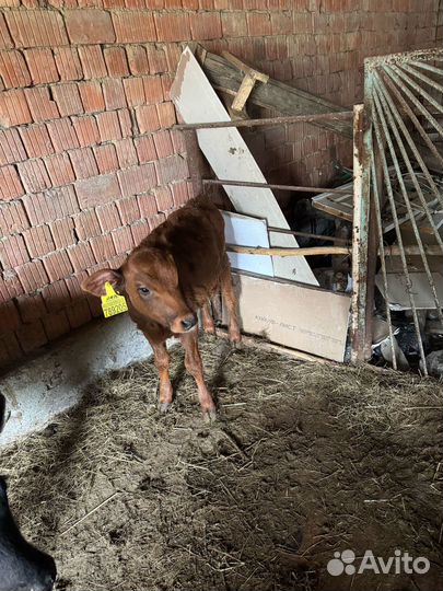 Бычок и телка