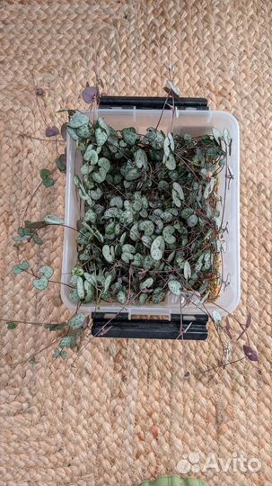 Церопегия вуда