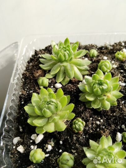 Молодило Красивый