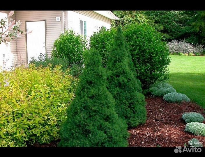 Ель канадская коника