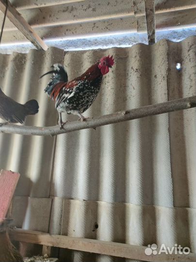 Петушки карликовые