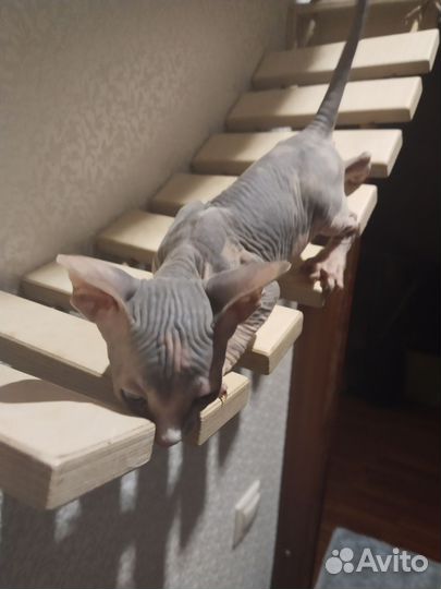 Канадский Сфинкс котенок