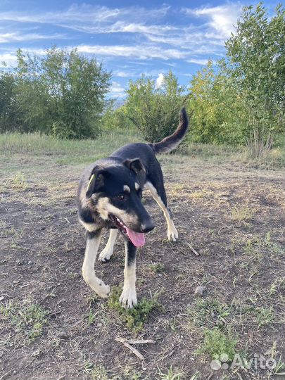 Собака в добрые руки