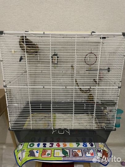 Кенар с клеткой