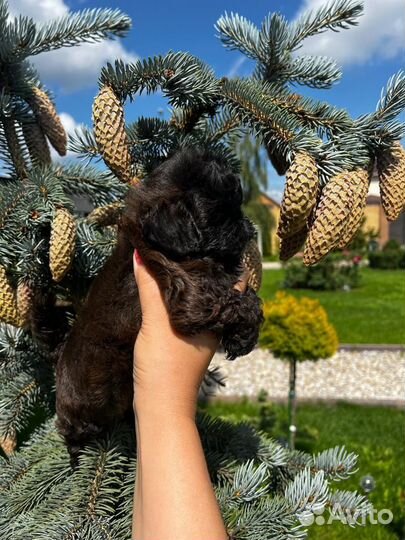 Кукольная мини Девочка