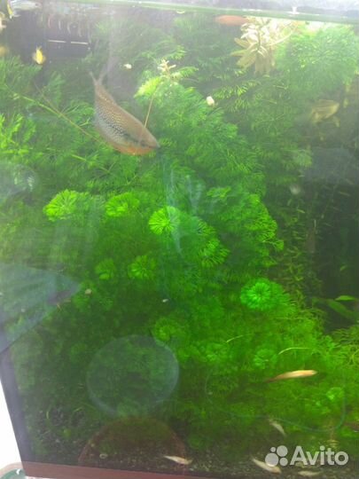 Пистия крупненькая и лимнофила