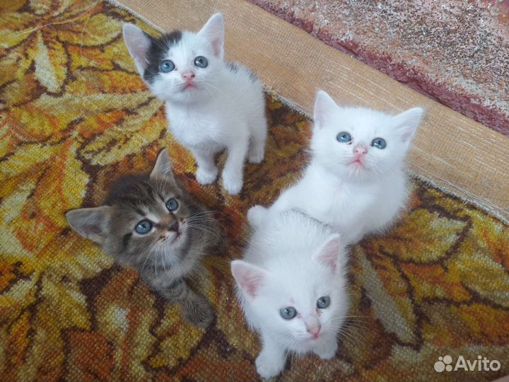 Котята бесплатно