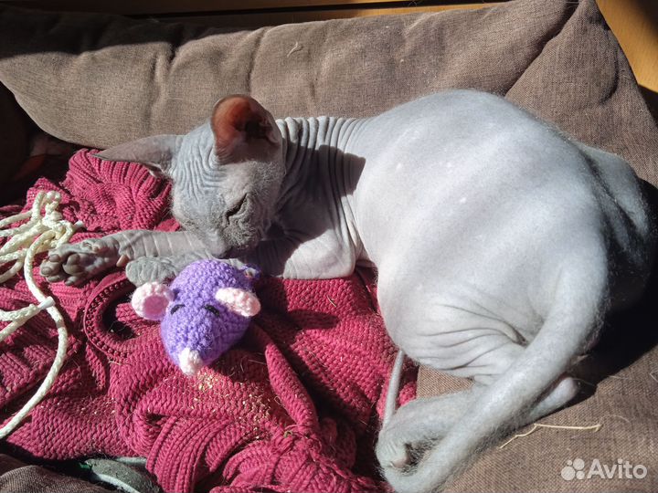 Котики донские