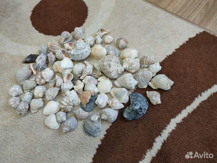 Ракушки с черного моря