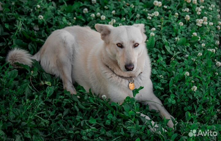 Кристиан ищет дом