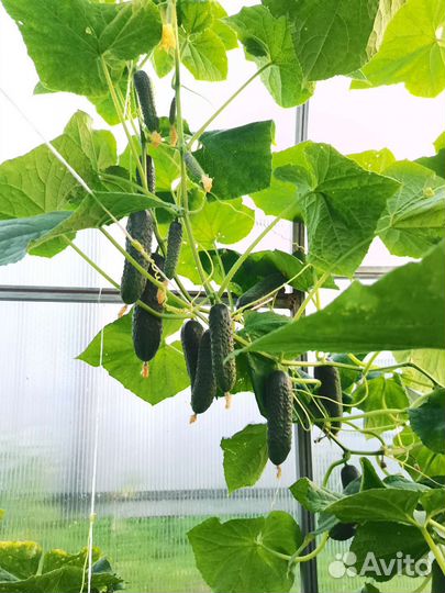 Огурцы свежие домашние