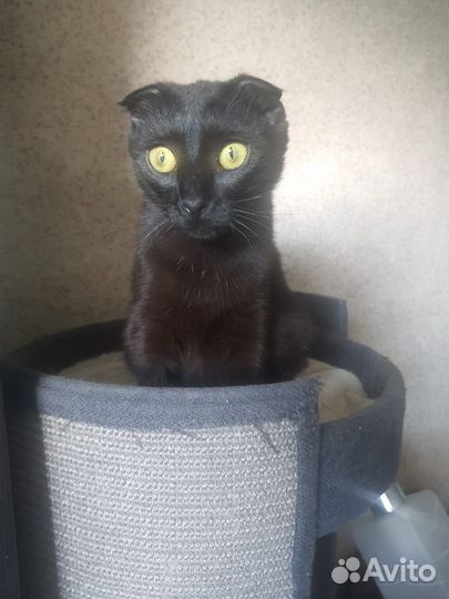 Кошка Элли в добрые руки