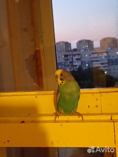 Волнистый попугай с клеткой