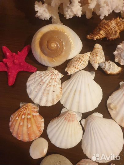 Морские ракушки и кораллы