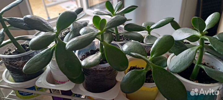 Толстянка-денежное дерово