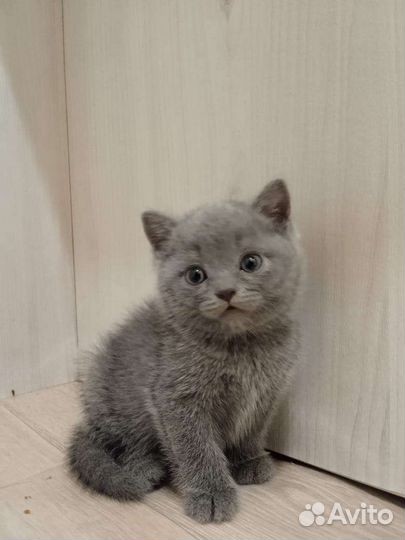 Шотландские прямоухие котята