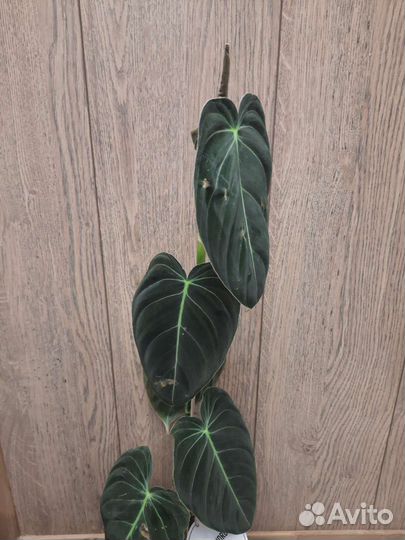 Филодендрон меланохризум