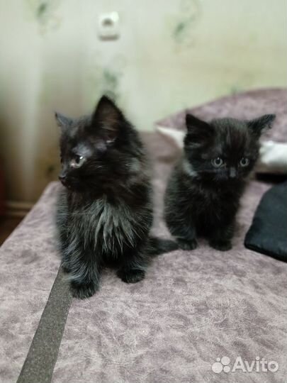 Котята в добрые руки даром