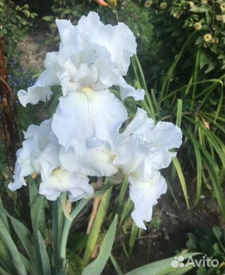 Цветы садовые