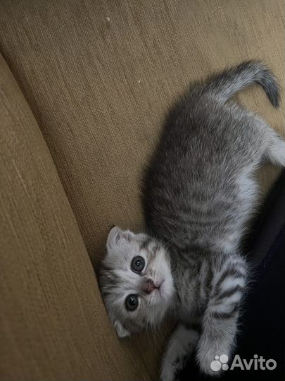 Шотландская