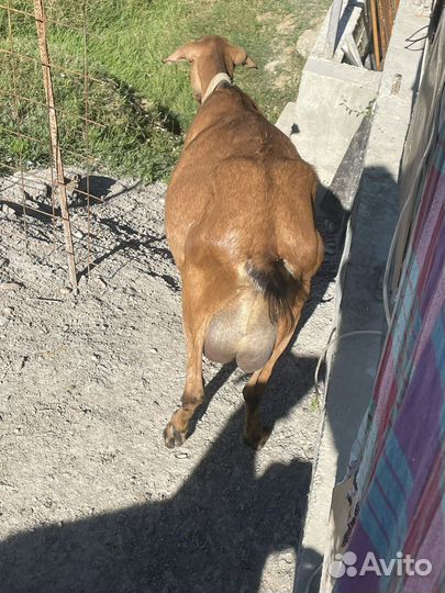 Коза дойная