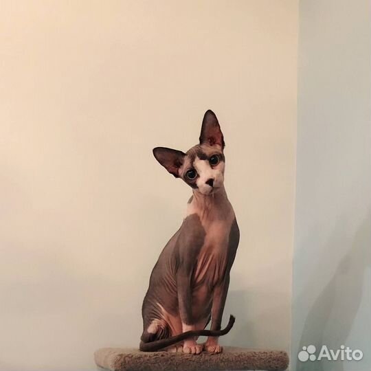 Гад