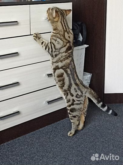 Передержка домашних животных